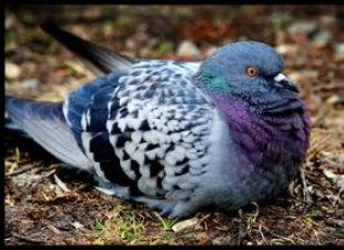 Pigeons of pigeons and their varieties