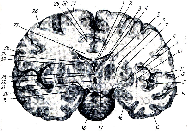 Подкорковые ядра полушарий. Фронтальный срез головного мозга базальные ядра. Горизонтальный срез головного мозга базальные ядра. Фронтальный разрез головного мозга подкорковые ядра. Базальные ядра поперечный срез.