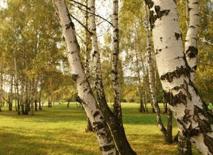 Birch hanging or warty