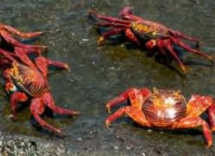 There is a crab in a dream.  Crayfish crabs.  Dream Interpretation: Why Crabs Dream