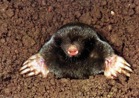 Why see a dream about a mole? Why moles in a dream?
