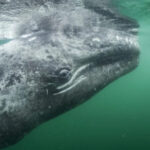 5 редких фото из архивов National Geographic, которые стоит увидеть