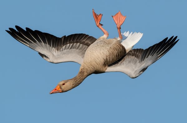 Зачем гуси летают вверх ногами — научное объяснение странного трюка